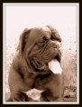 /album/galleria-foto-galleria-fotografica-dogue-de-bordeaux/a07-devil100-copia-jpg/